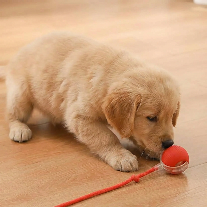 Actieve Rollende Bal met Staart voor Honden