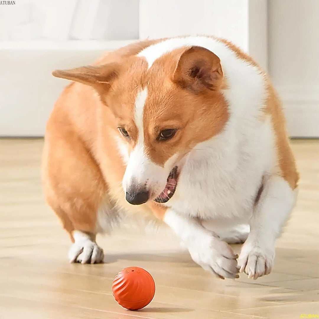 Interactieve Springbal voor Honden