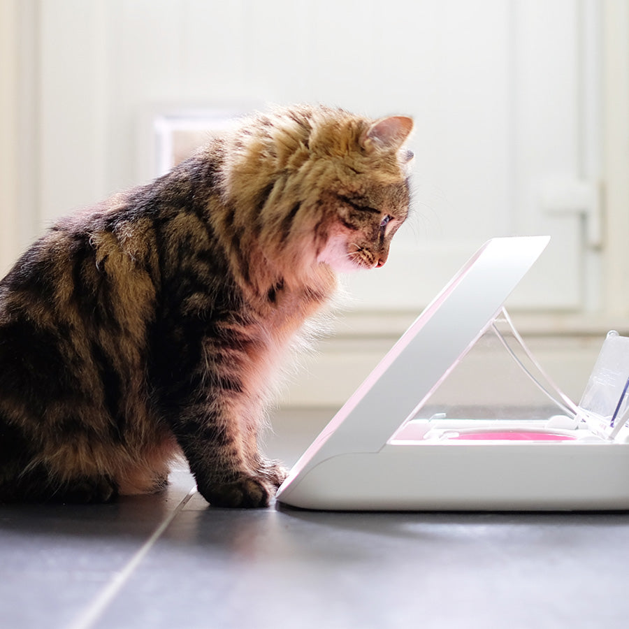 SureFeed Microchip Voerbak voor Katten & Kleine Honden