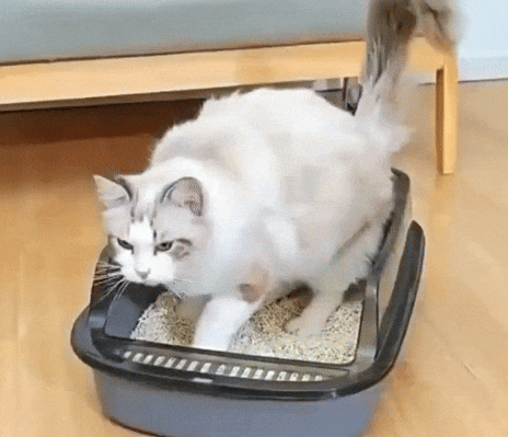Kattenbak Gesloten Ontwerp, Uittrekbare Lade & Stijlvol Design