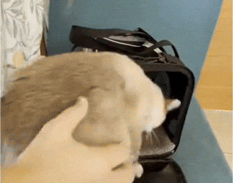 Luchtige Katten Draagtas Met Comfortabele Pasvorm Veilig En Lichtgewicht Voor Onderweg
