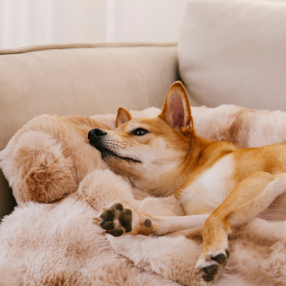 Fluffy Calming Hondenbed & Bankbeschermer