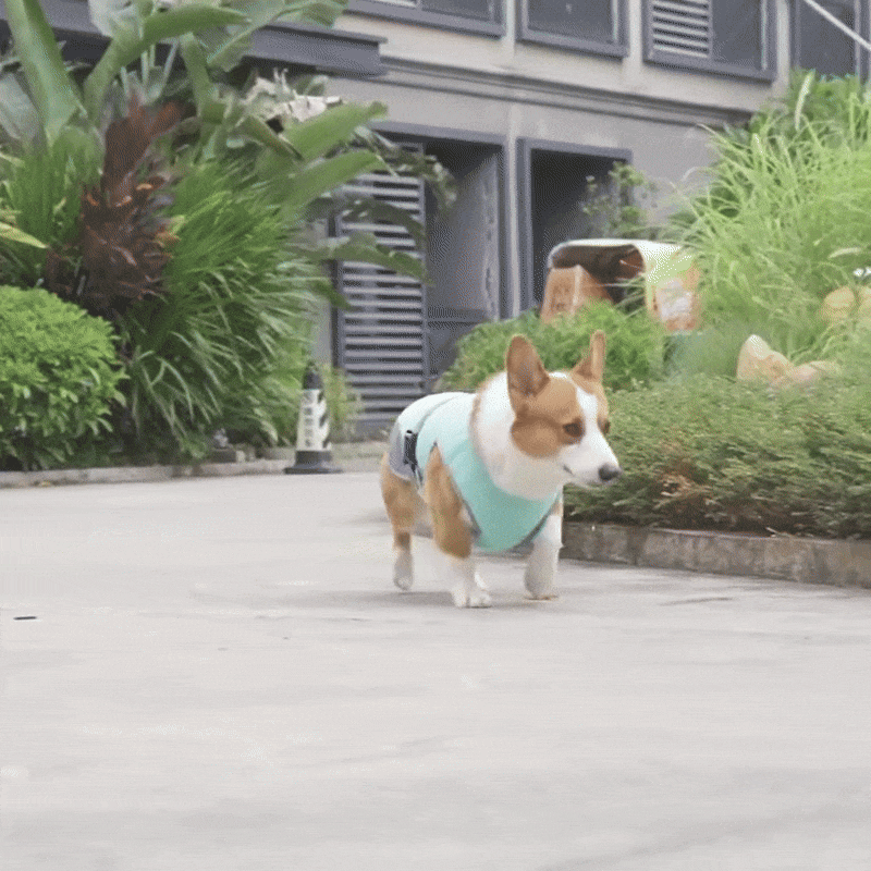 Honden Sneldrogend, Comfortabel & Reflecterend Voor Veiligheid