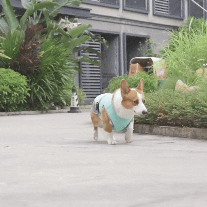 Honden Sneldrogend, Comfortabel & Reflecterend Voor Veiligheid