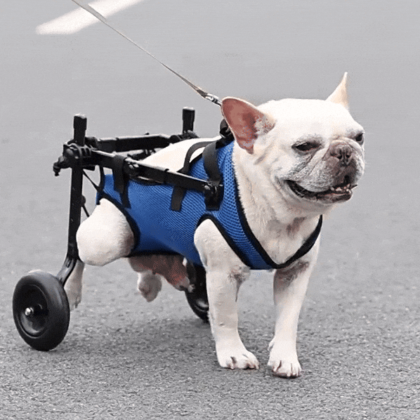 Verstelbare Hondenrolstoel Lichtgewicht Mobiliteitshulp Voor Revalidatie En Letsel