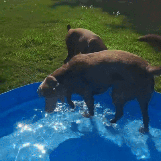 PoolPaw ™ - Hondenzwembad