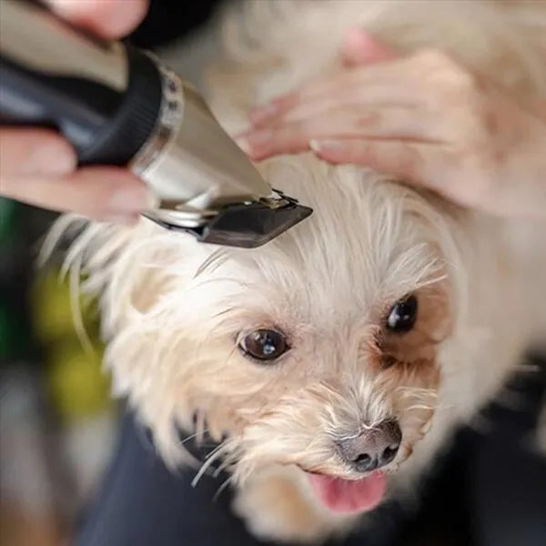 Stille Vachttrimmer set voor honden