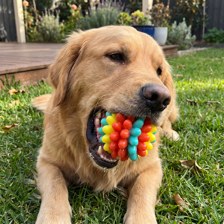 Kleurige Bumpy Hond Kauwbal