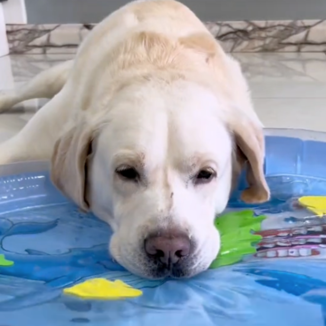 Interactief Koelwaterbed voor Honden 2.0
