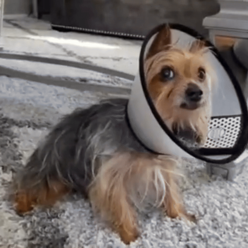 Honden Beschermkraag Lichtgewicht, Gewatteerde Rand & Klittenbandsluiting