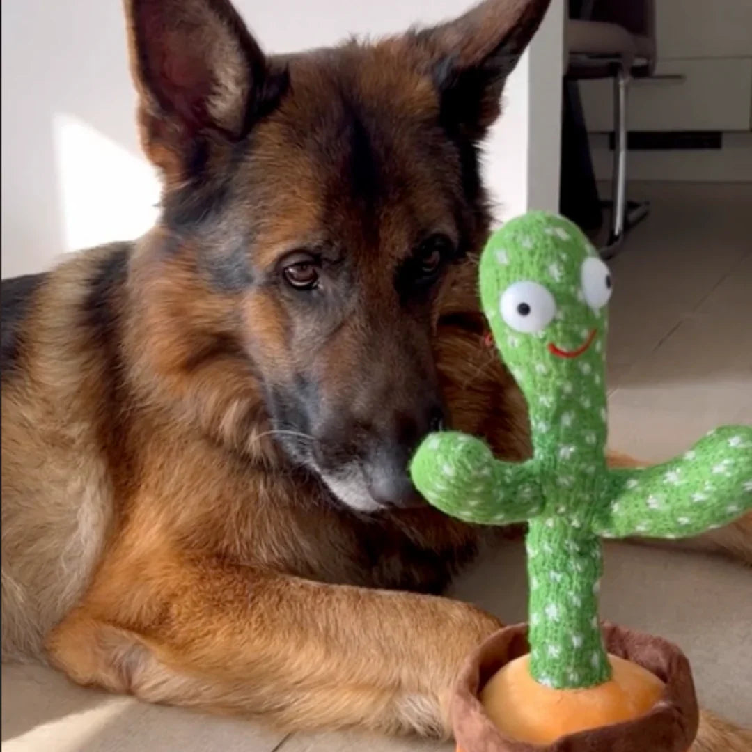 Praat-met-Mij Cactus