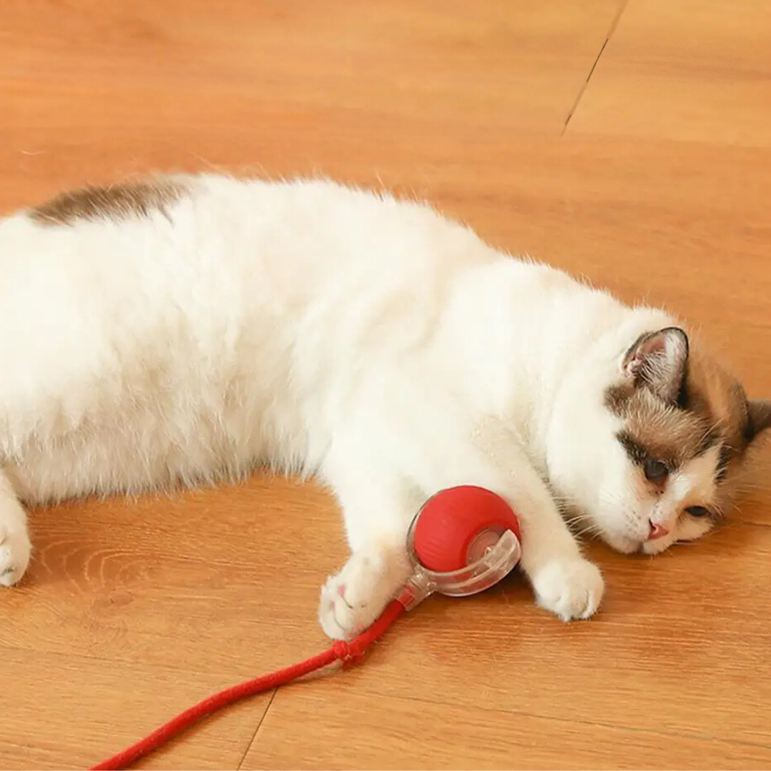 Actieve Rollende Bal met Staart voor Katten