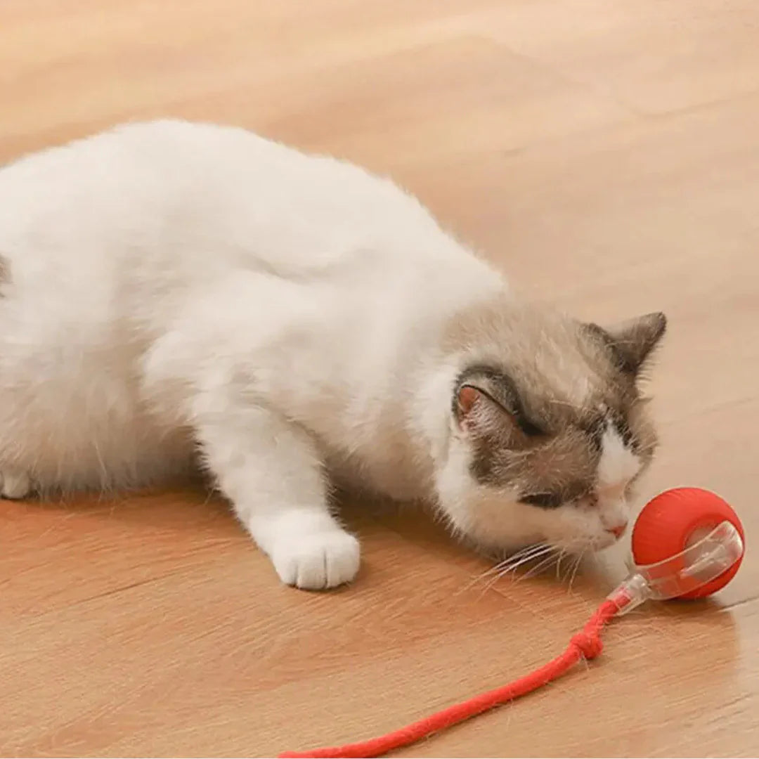 Interactieve Jachtbal voor Katten – HuntJoy