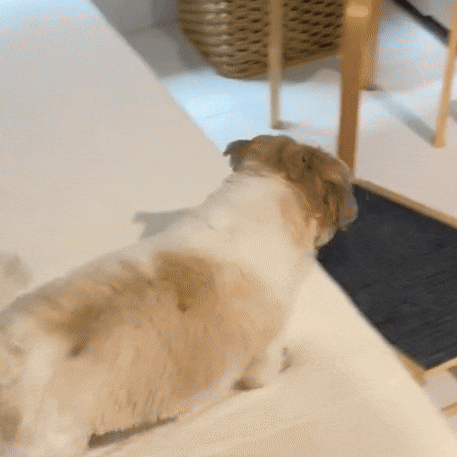 Verstelbare Loopplank Voor Honden Van Hout Antislip Oppervlak & Compact Op Te Bergen