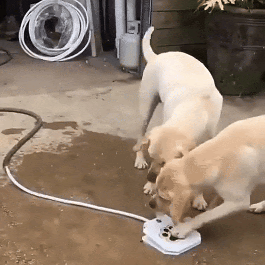 PawSplash ™ - Honden waterfontein